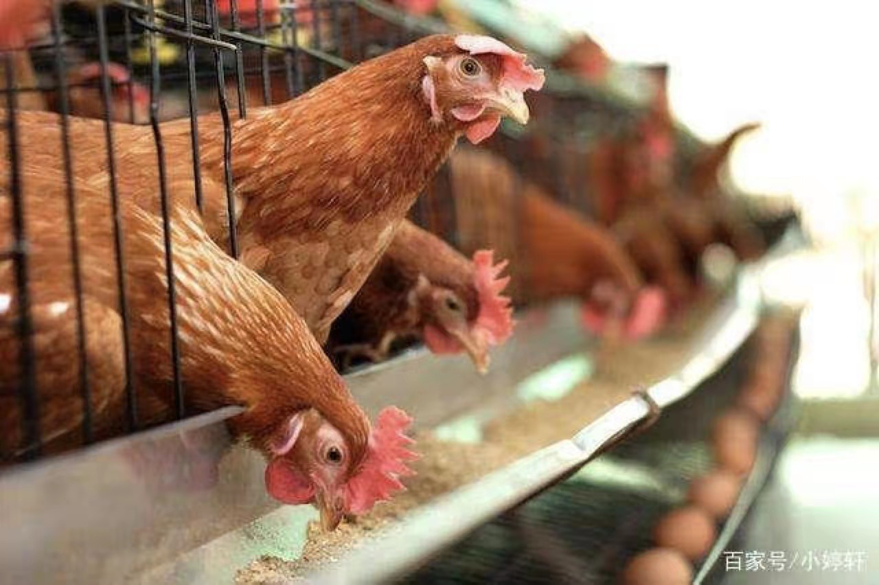die Nährwerte von Futtermittelzusatzstoffen